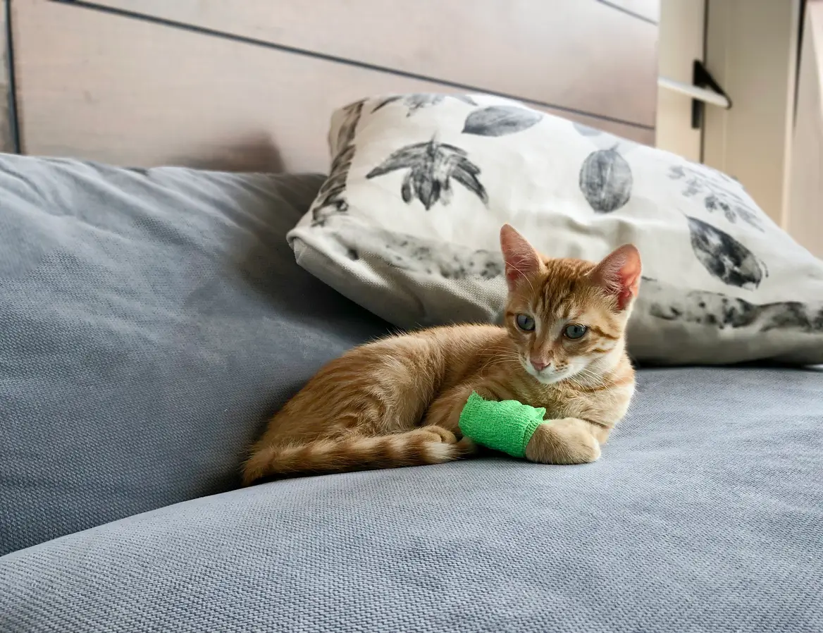 Emergency Surgery for Luna