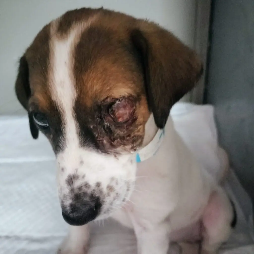 Pup Rescue