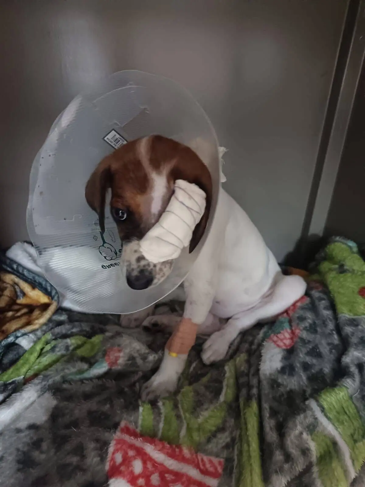 You Made This Possible: Lulu's Recovery Story