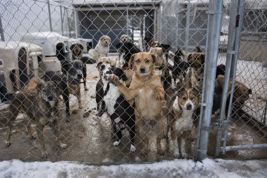 numerous shelter dogs in outdoor kennels with snow on the ground, reflecting a winter animal intake surge.