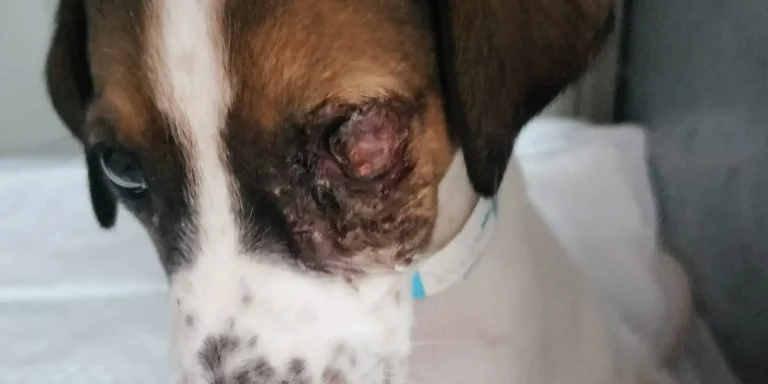 Pup Rescue