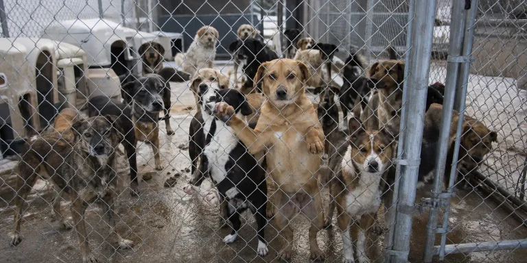 numerous shelter dogs in outdoor kennels with snow on the ground, reflecting a winter animal intake surge.